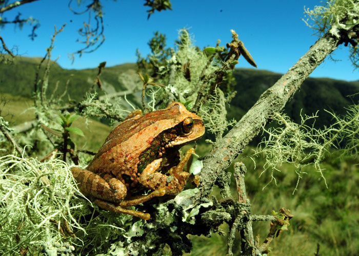 SIU Research points to bacteria preventing deadly fungus in frogs