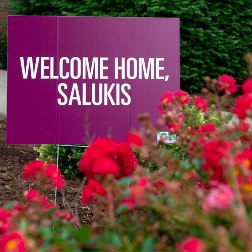 Welcome Home Saluki
