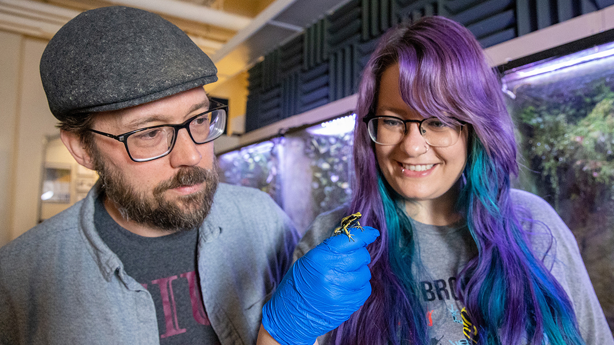Two people observe a small yellow-and-black frog being held for examination in a laboratory or research setting.